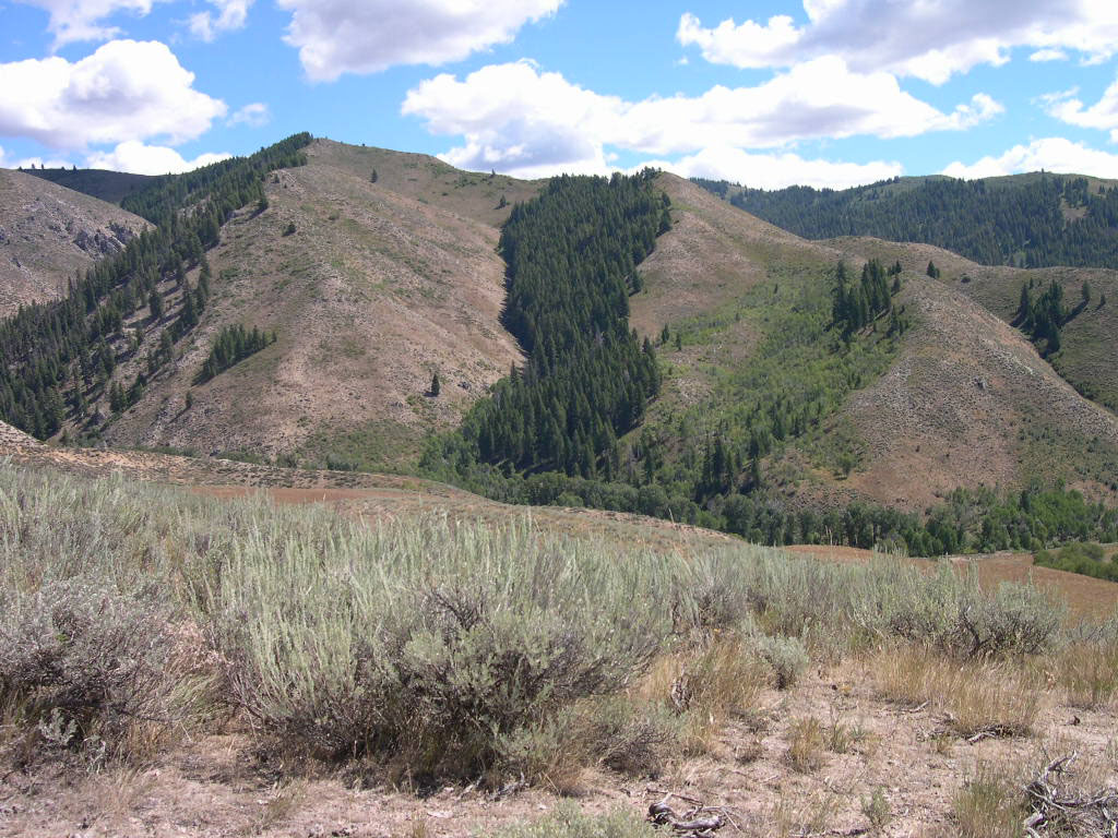 Effects_of_aspect_on_vegetation-_SW_Idaho