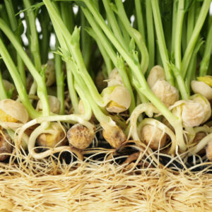 How to Grow From Seeds Every Time